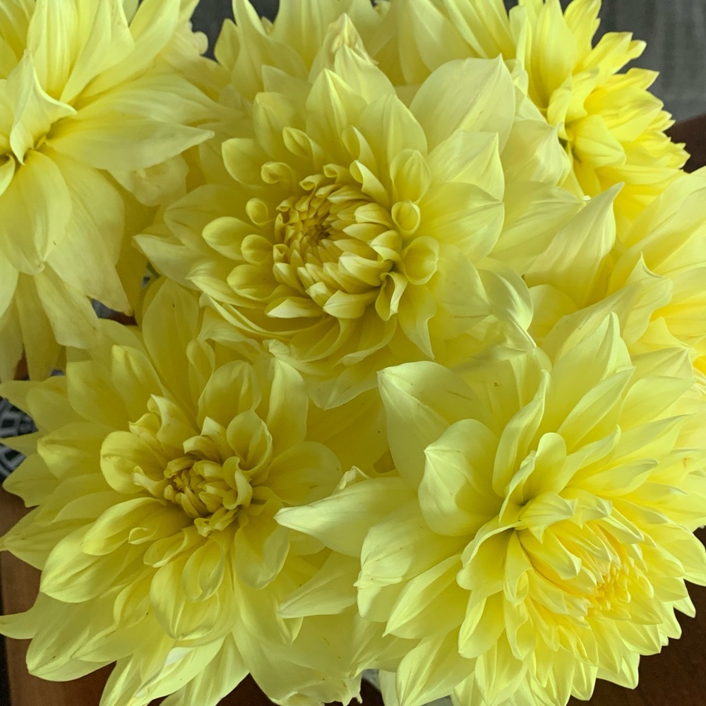 Kelvin Floodlight Dahlia